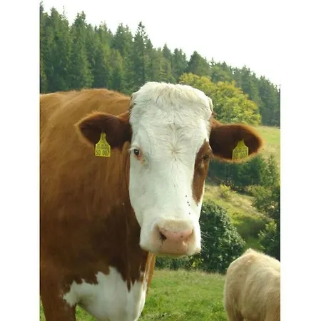 Schupp Wittenschwand