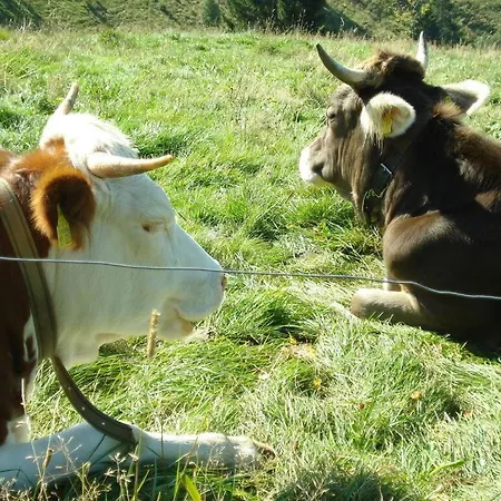 Schupp Lejlighed Wittenschwand