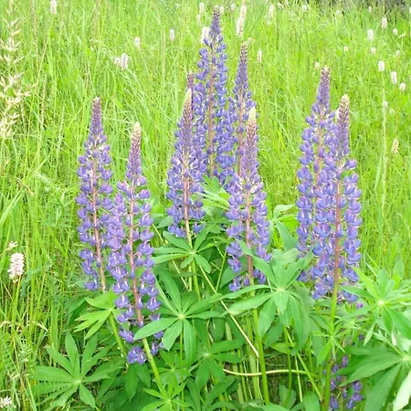 Schupp Lejlighed Wittenschwand