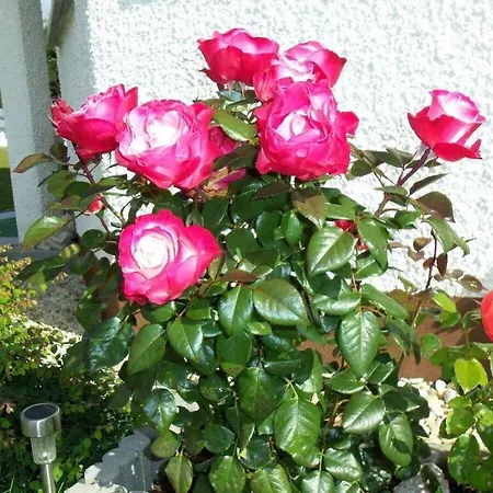 Schupp Lejlighed Wittenschwand